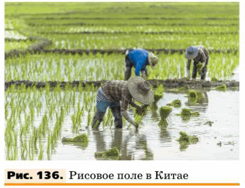 Рис. 136. Рисовое поле в Китае