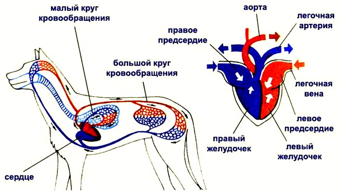 кровеносная система собаки