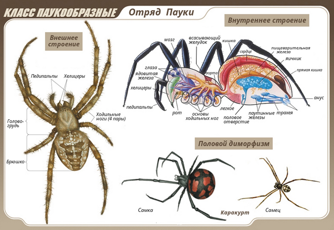 Класс Паукообразные отряд пауки