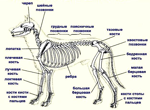 скелет собаки