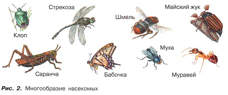 Рис. 2. Многообразие насекомых