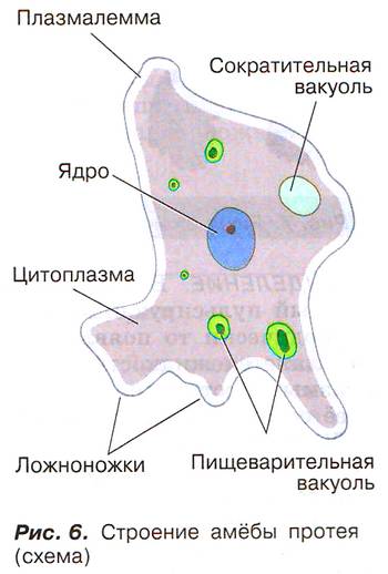 Рис. 6. Строение амёбы протея (схема)