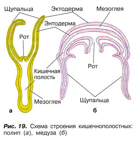 Рис. 19. Схема строения кишечнополостных–полип (а), медуза (б)