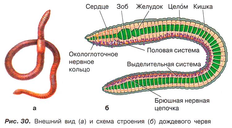 Рис. 30. Внешний вид (а) и схема строения (б) дождевого червя