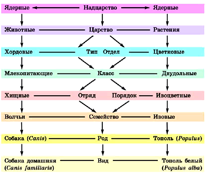 Понятия систематика. Схема классификации растений таксоны. Систематика животных порядок. Классификация растений и основные систематические группы. Систематика растений основные систематические группы.
