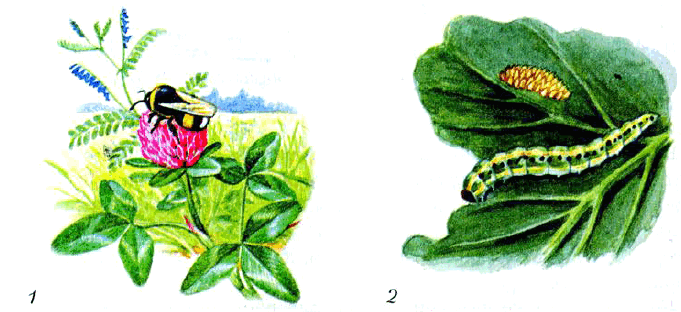Рис. 18. Биотические факторы в жизни растений: 1 — шмель опыляет цветок клевера; 2 — гусеница поедает листья
