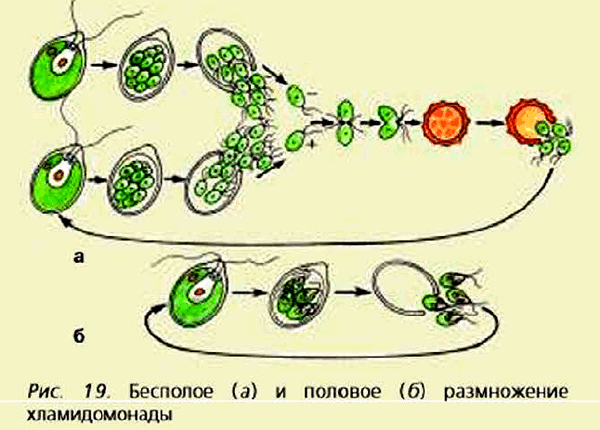 Рис 19 Бесполое (а) и половое (6) размножение хламидомонады