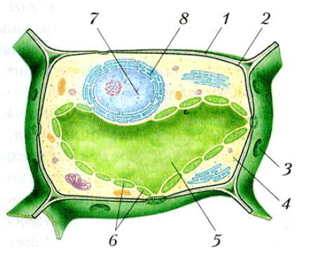 Рис. 22. Растительная клетка: 1 — клеточная стенка; 2 — клеточная мембрана; 3 — пора; 4 — цитоплазма; 5 — вакуоль; 6 — хлоропласты; 7 — митохондрия; 8 — ядро с ядрышком; 9 — ядерная оболочка