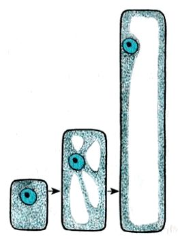 Рис. 23. Рост клетки, сопровождающийся увеличением вакуоли и площади клеточной стенки