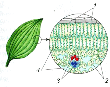 Рис. 25. Ткани растения (1 — покровная; 2 — основная; 3 — проводящая); 4 — межклетники