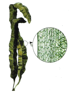 Рис. 28. Клеточное строение слоевища водоросли