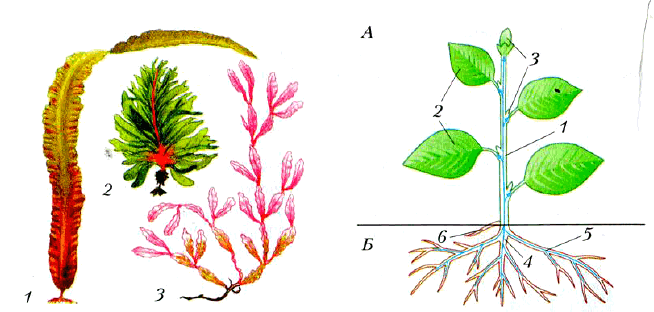 Рис. 8. Морские водоросли. Рис. 9. Органы растения.