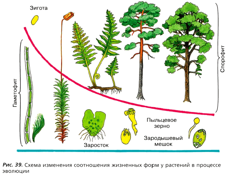 Рис. 39. Схема изменения соотношения жизненных форм у растений в процессе эволюции