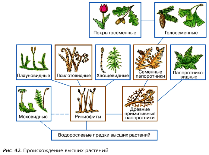 Рис. 42. Происхождение высших растений