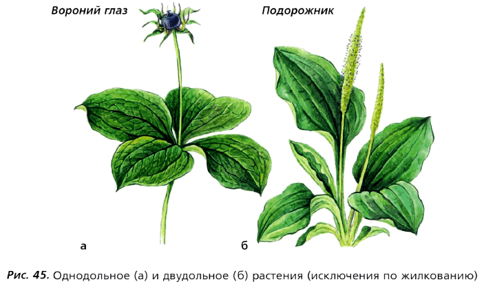 Рис. 45. Однодольное (а) и двудольное (б) растения (исключения по жилкованию)