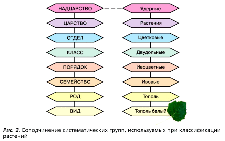 Рис. 2. Соподчинение систематических групп, используемых при классификации растений