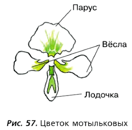 Рис. 57. Цветок мотыльковых