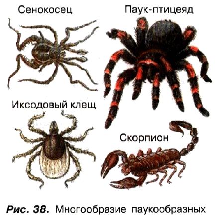 Рис. 38. Многообразие паукообразных