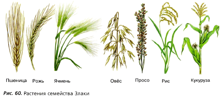 Рис. 60. Растения семейства Злаки