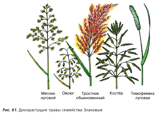 Рис. 61. Дикорастущие травы семейства Злаковые
