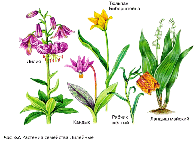 Рис. 62. Растения семейства Лилейные