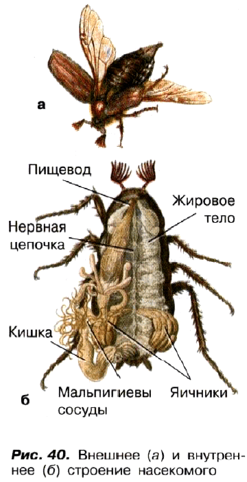 Рис. 40. Внешнее (а) и внутреннее (б) строение насекомого
