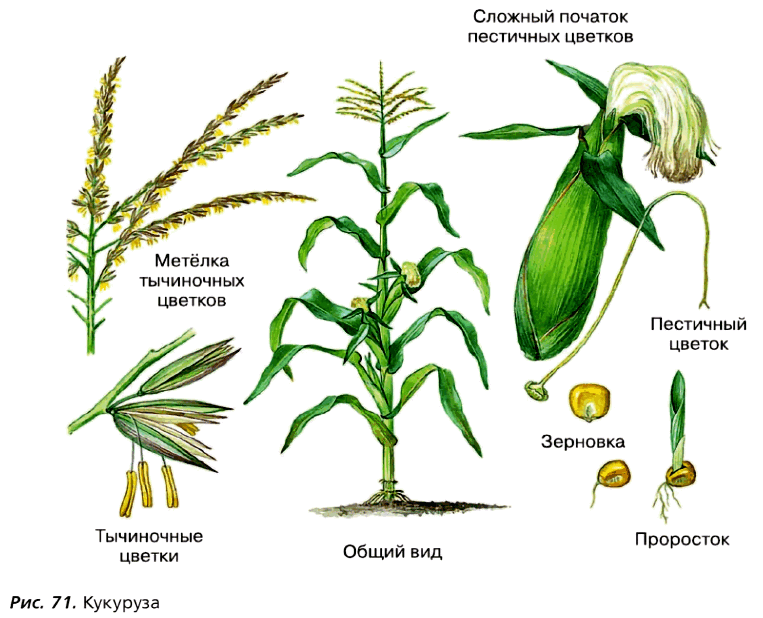 Рис. 71. Кукуруза
