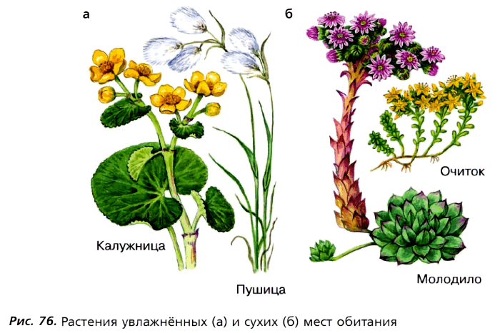 Рис. 76. Растения увлажнённых (а) и сухих (б) мест обитания