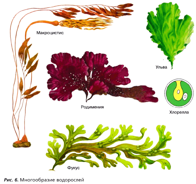 Рис. 6. Многообразие водорослей