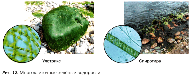 Рис. 12. Многоклеточные зелёные водоросли