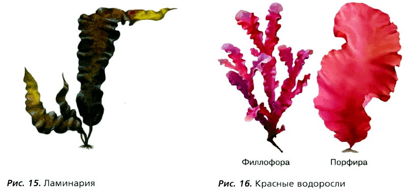 Рис. 15. Ламинария Рис. 16. Красные водоросли