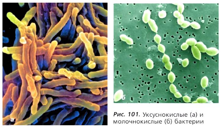 Рис. 101. Уксуснокислые (а) и молочнокислые (б) бактерии