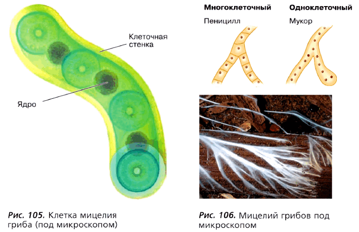 Рис. 105. Клетка мицелия гриба (под микроскопом). Рис. 106. Мицелий грибов под микроскопом