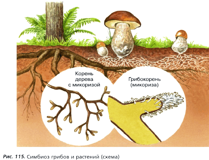 Рис. 115. Симбиоз грибов и растений (схема)