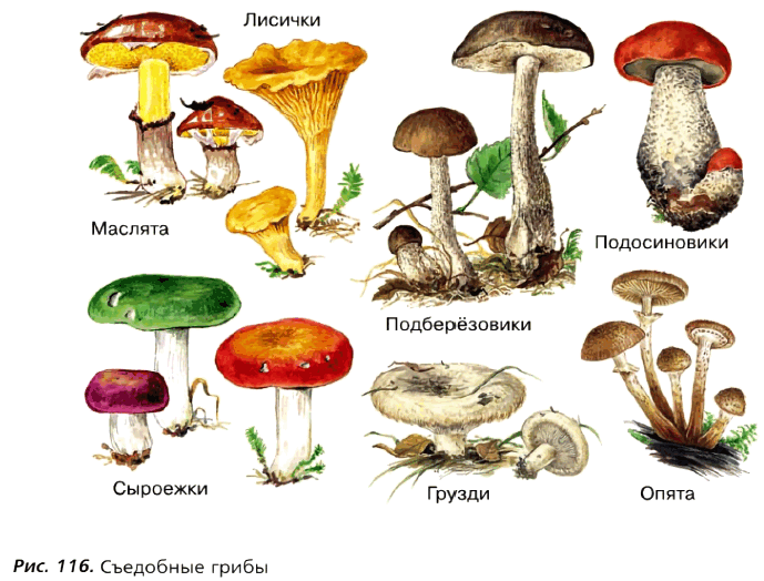 Рис. 116. Съедобные грибы
