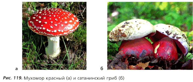 Рис. 119. Мухомор красный (а) и сатанинский гриб (б)