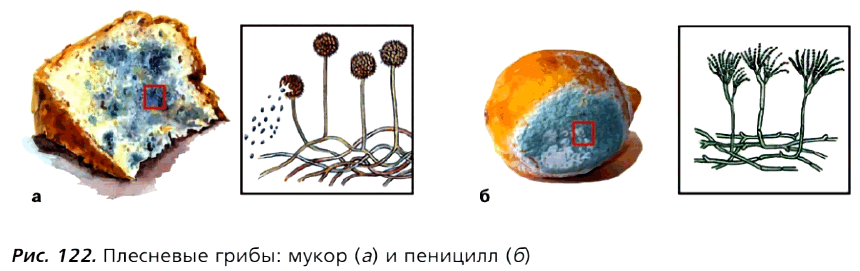 Рис. 122. Плесневые грибы: мукор (а) и пеницилл (б)