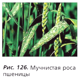 Рис. 126. Мучнистая роса пшеницы