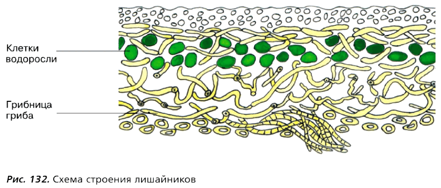 Рис. 132. Схема строения лишайников